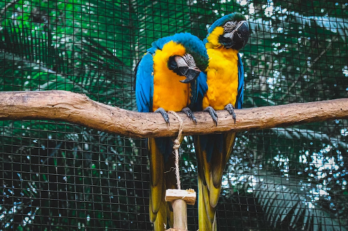 Parque das Aves, Brazil