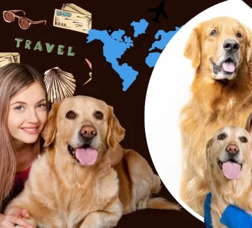12 Safety Tips for Pet Owners to Ensure Joyful Travel