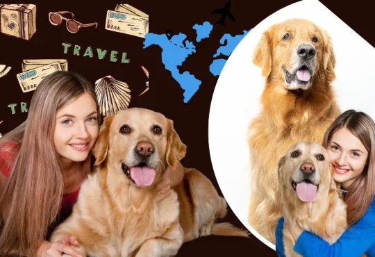 12 Safety Tips for Pet Owners to Ensure Joyful Travel