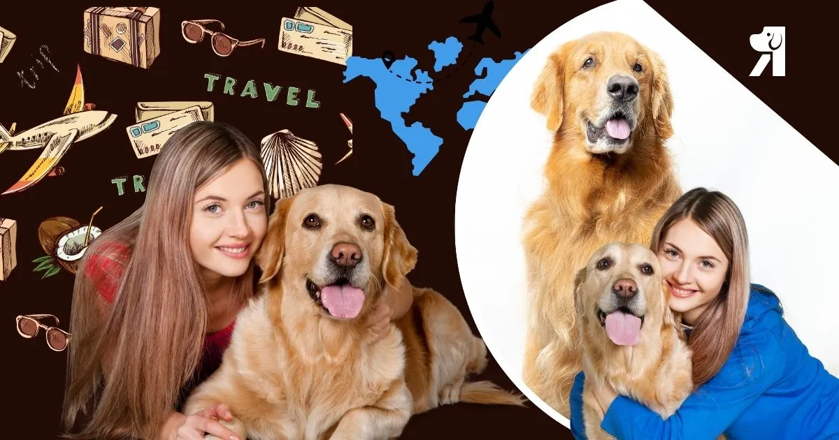 12 Safety Tips for Pet Owners to Ensure Joyful Travel
