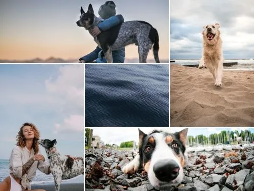 12 Safety Tips for Pet Owners to Ensure Joyful Travel